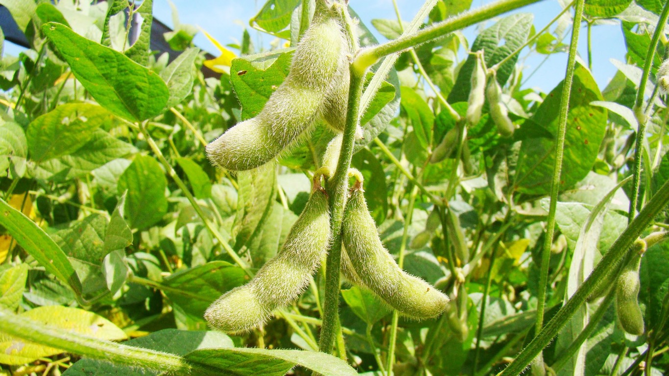 Cultivo del Frijol